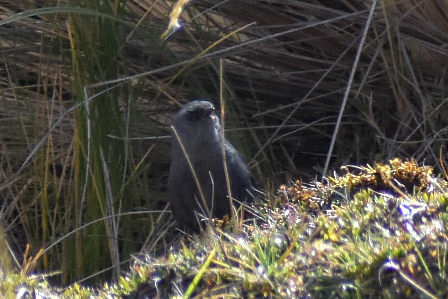 Puna Tapaculo - ML646966292