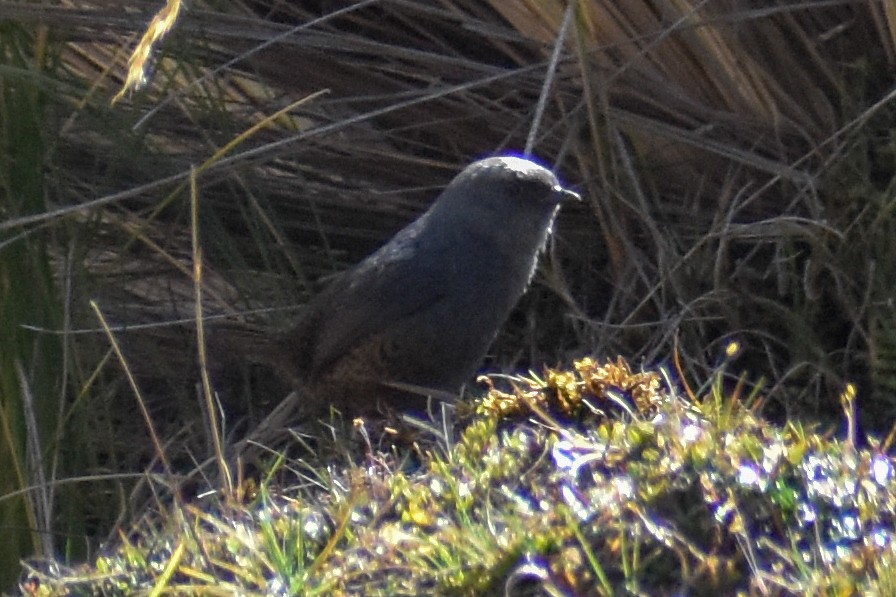 Puna Tapaculo - ML646966293