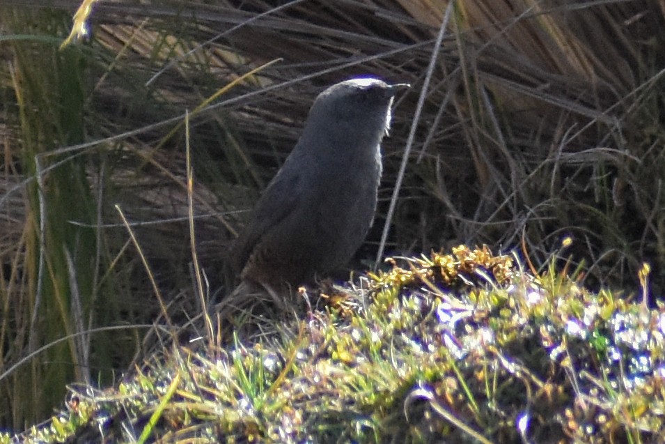 Puna Tapaculo - ML646966294