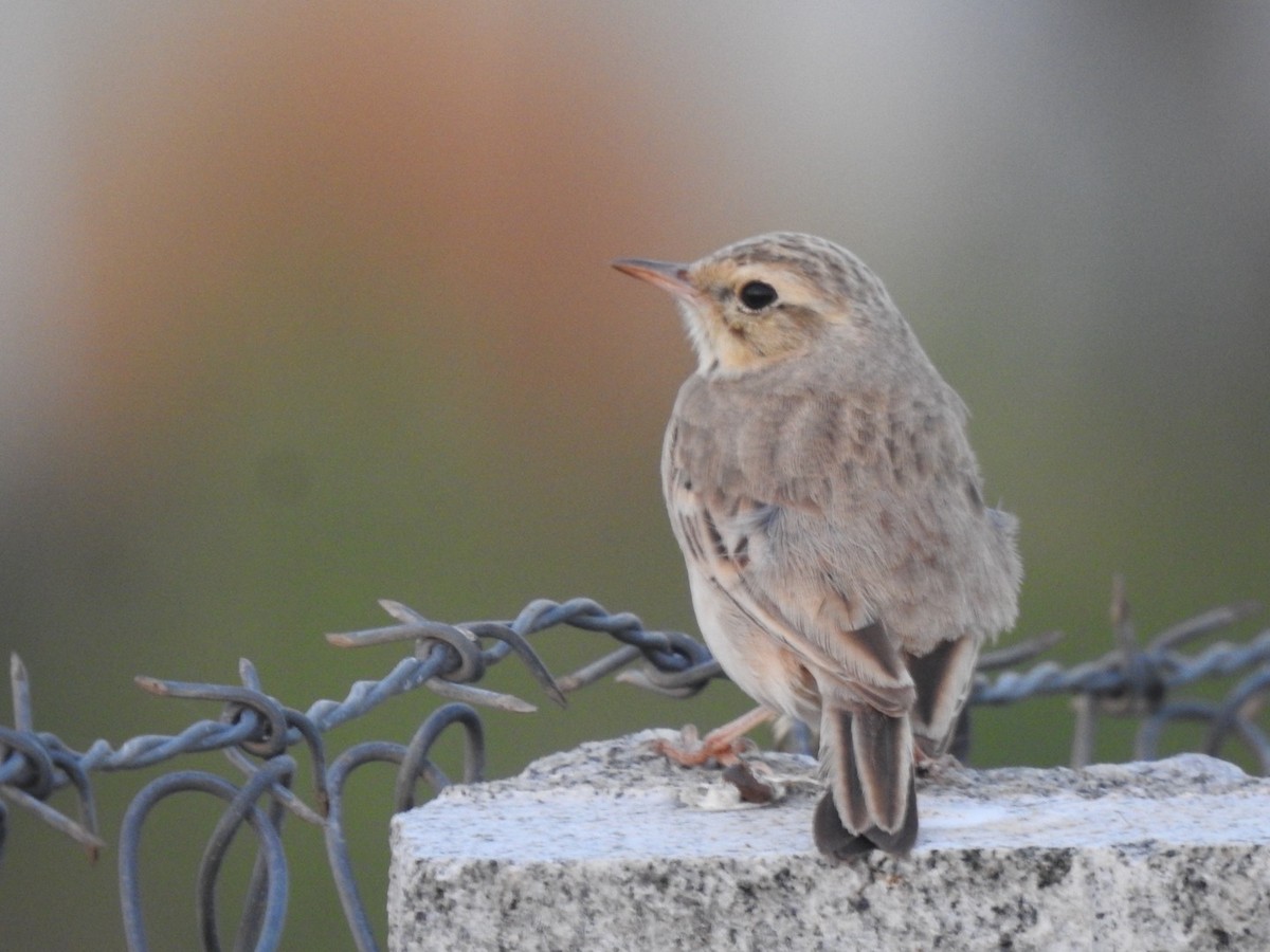 Tawny Pipit - ML646966297