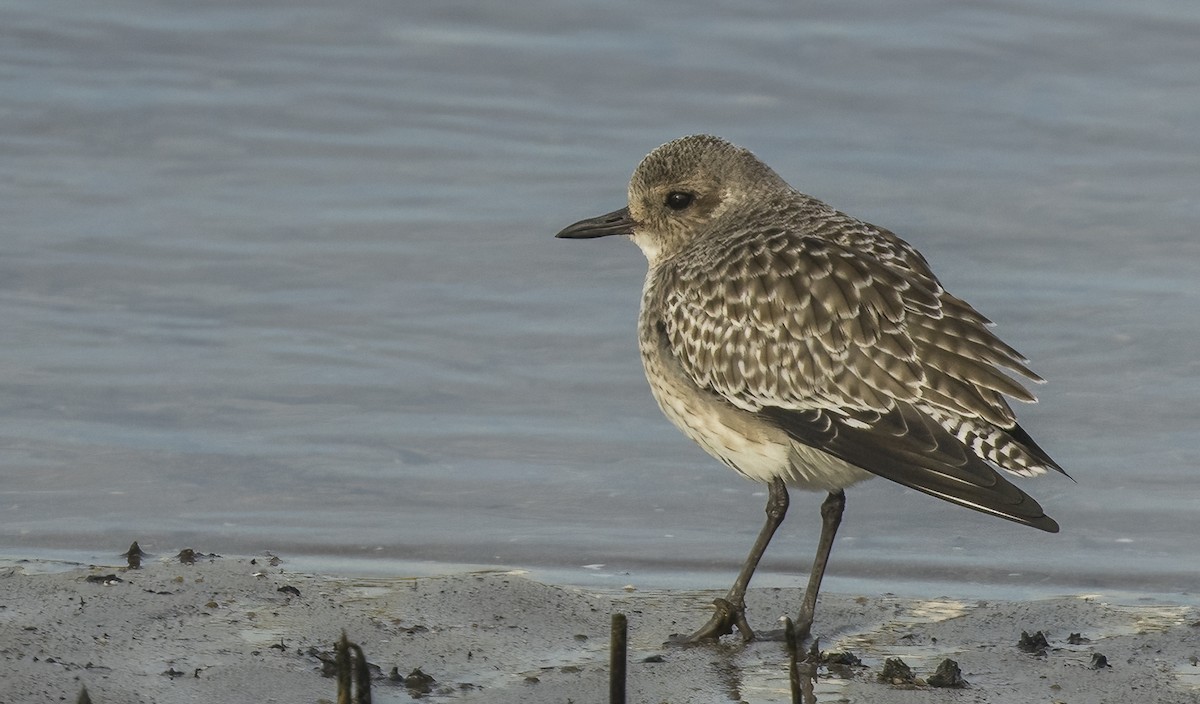 Txirri grisa - ML646966298