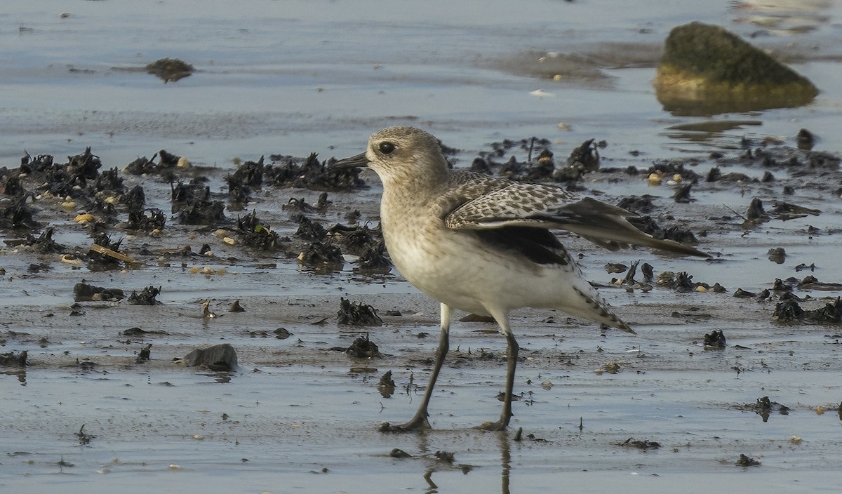 Black-bellied Plover - ML646966299