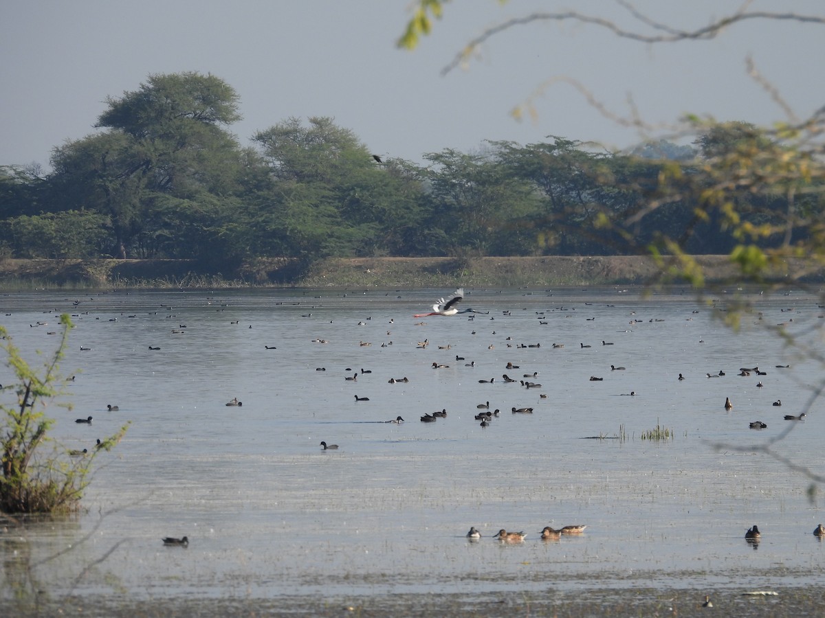 Black-necked Stork - ML646966304