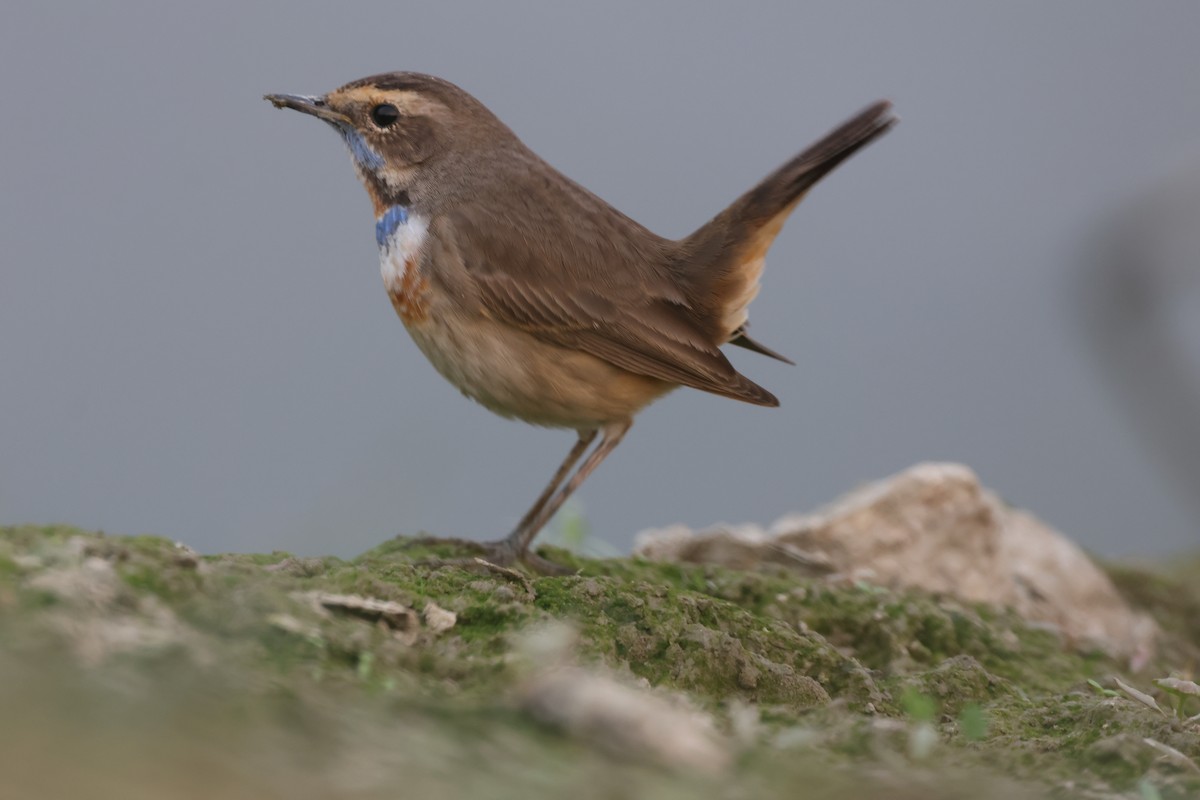 Варакушка - ML646966305