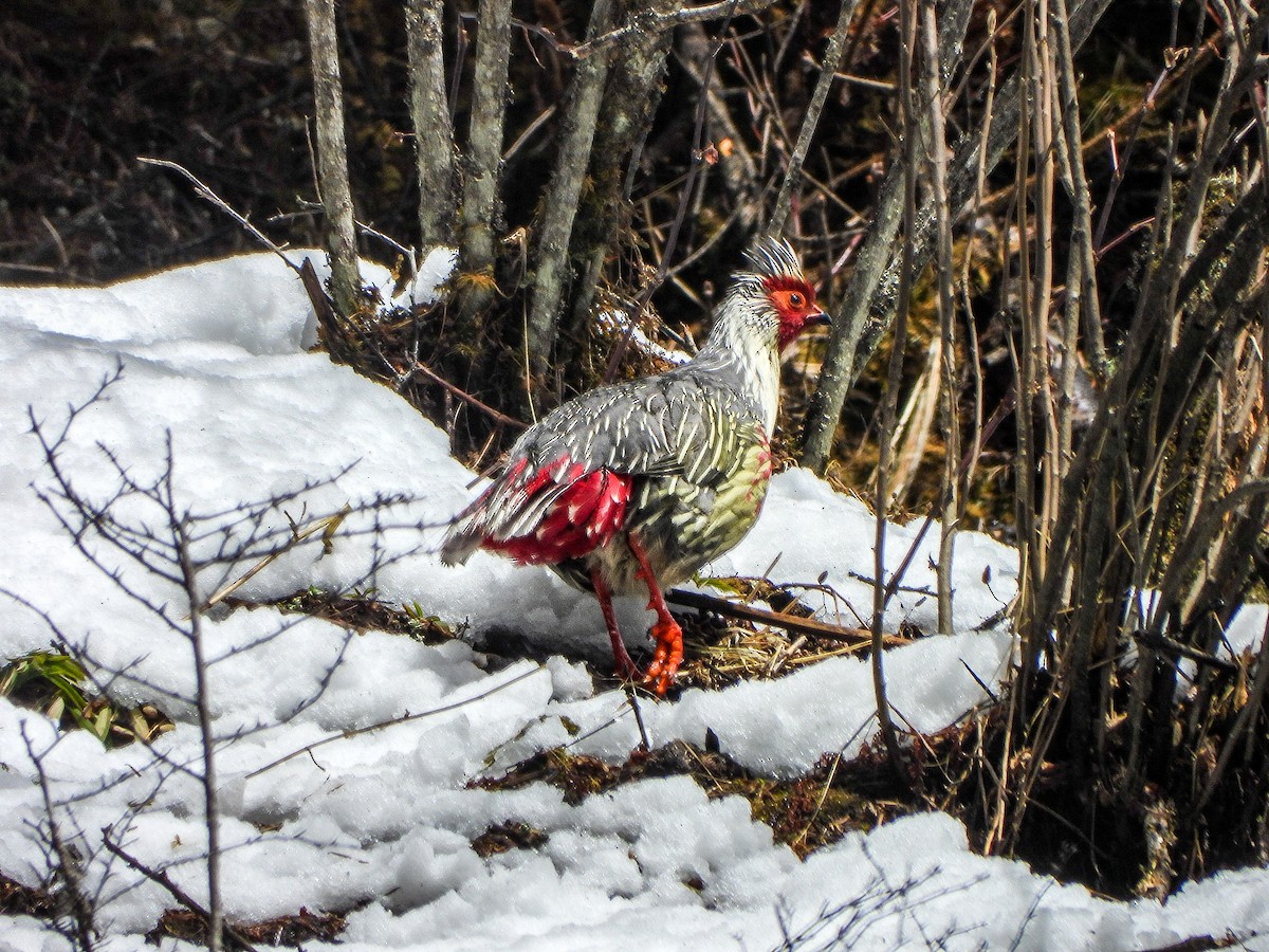 Blood Pheasant - ML646966306