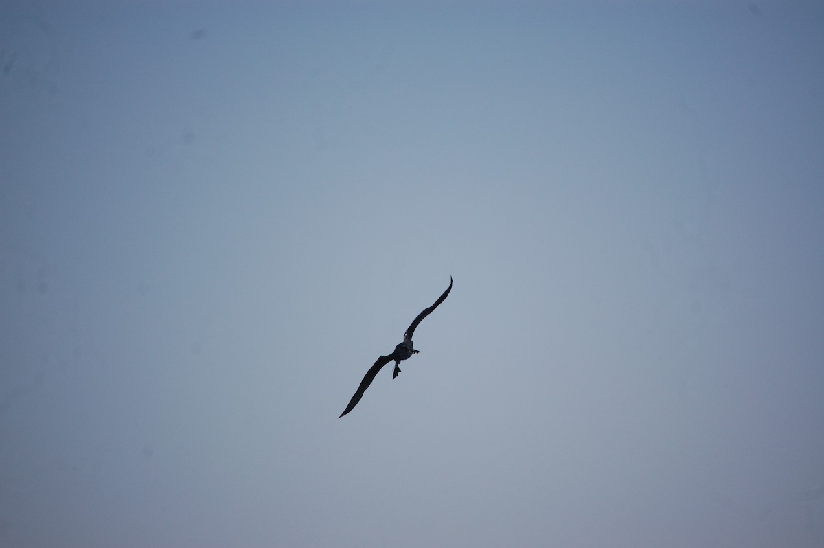 鸕鷀 - ML646966311