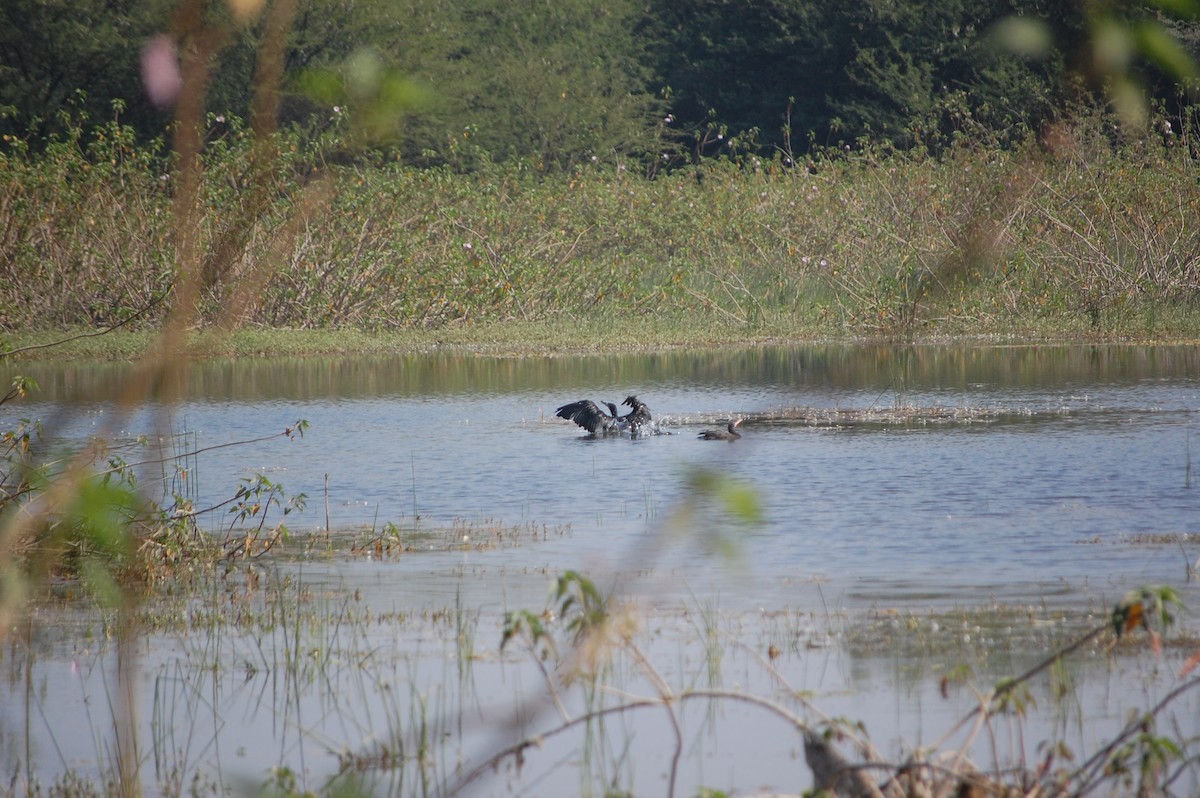 鸕鷀 - ML646966312