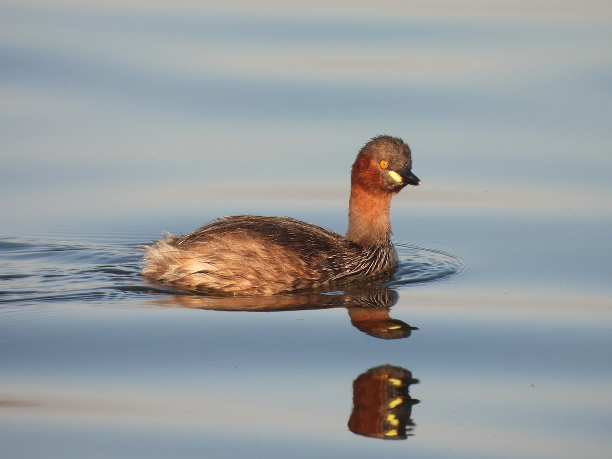 Little Grebe - ML646966314