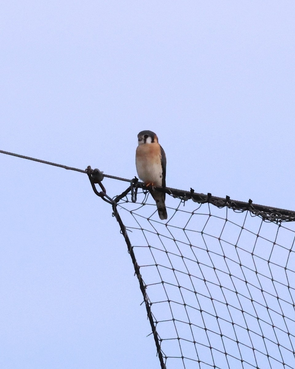American Kestrel - ML646966321