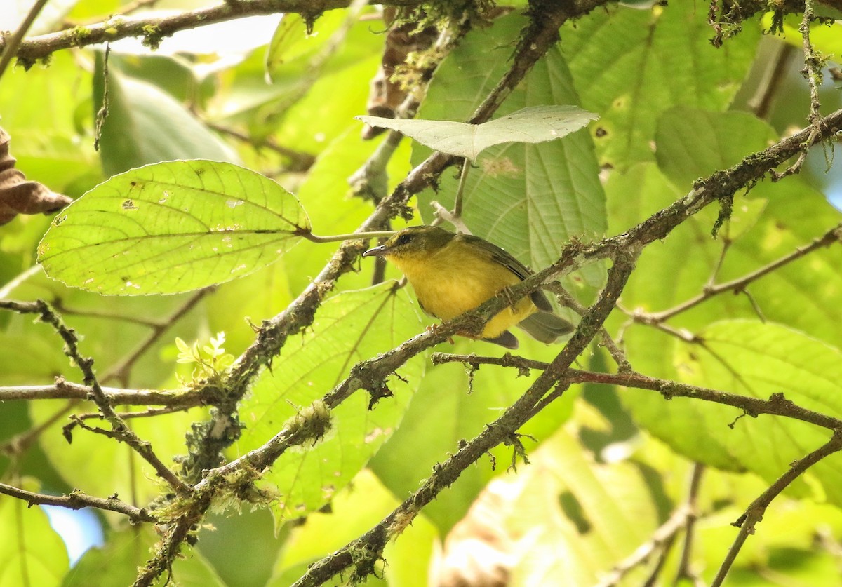 Cuzco Warbler - ML646966323
