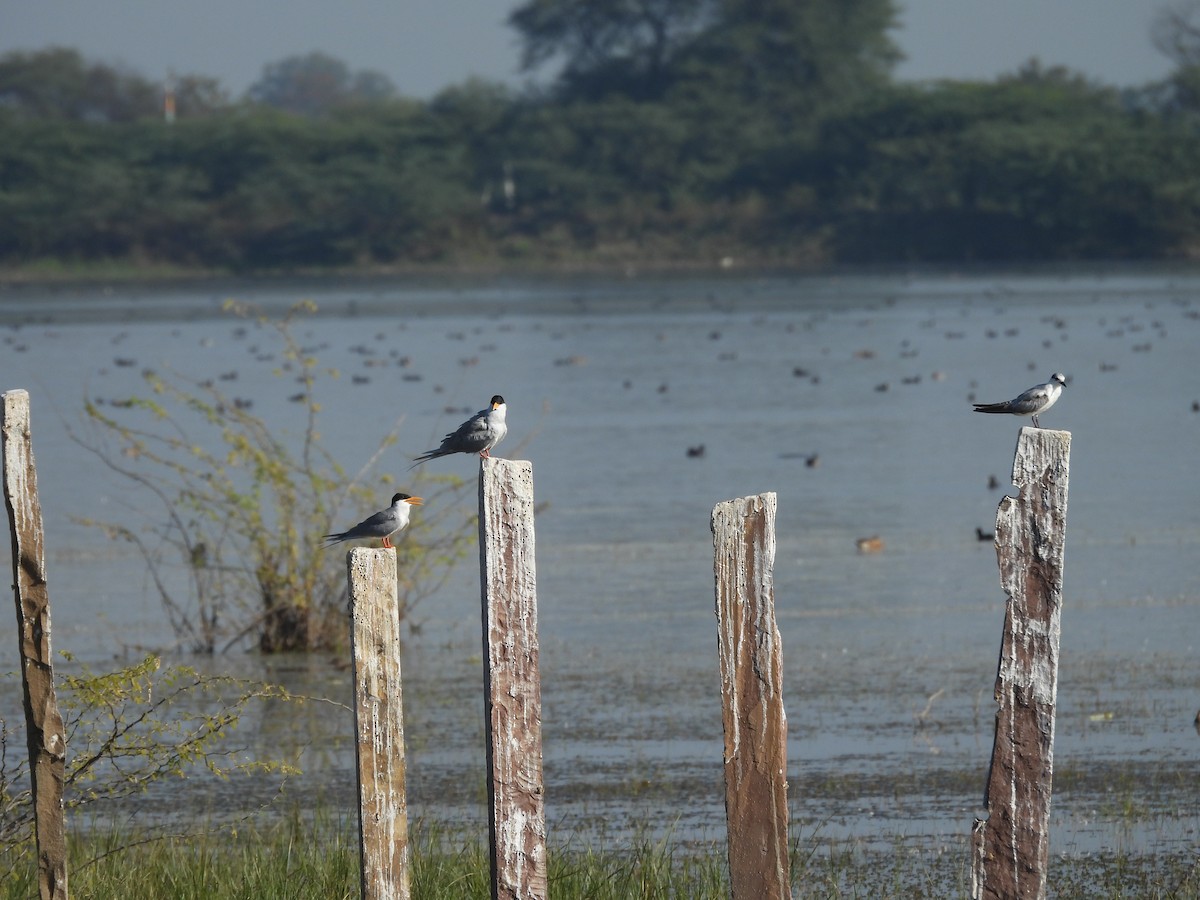 River Tern - ML646966324