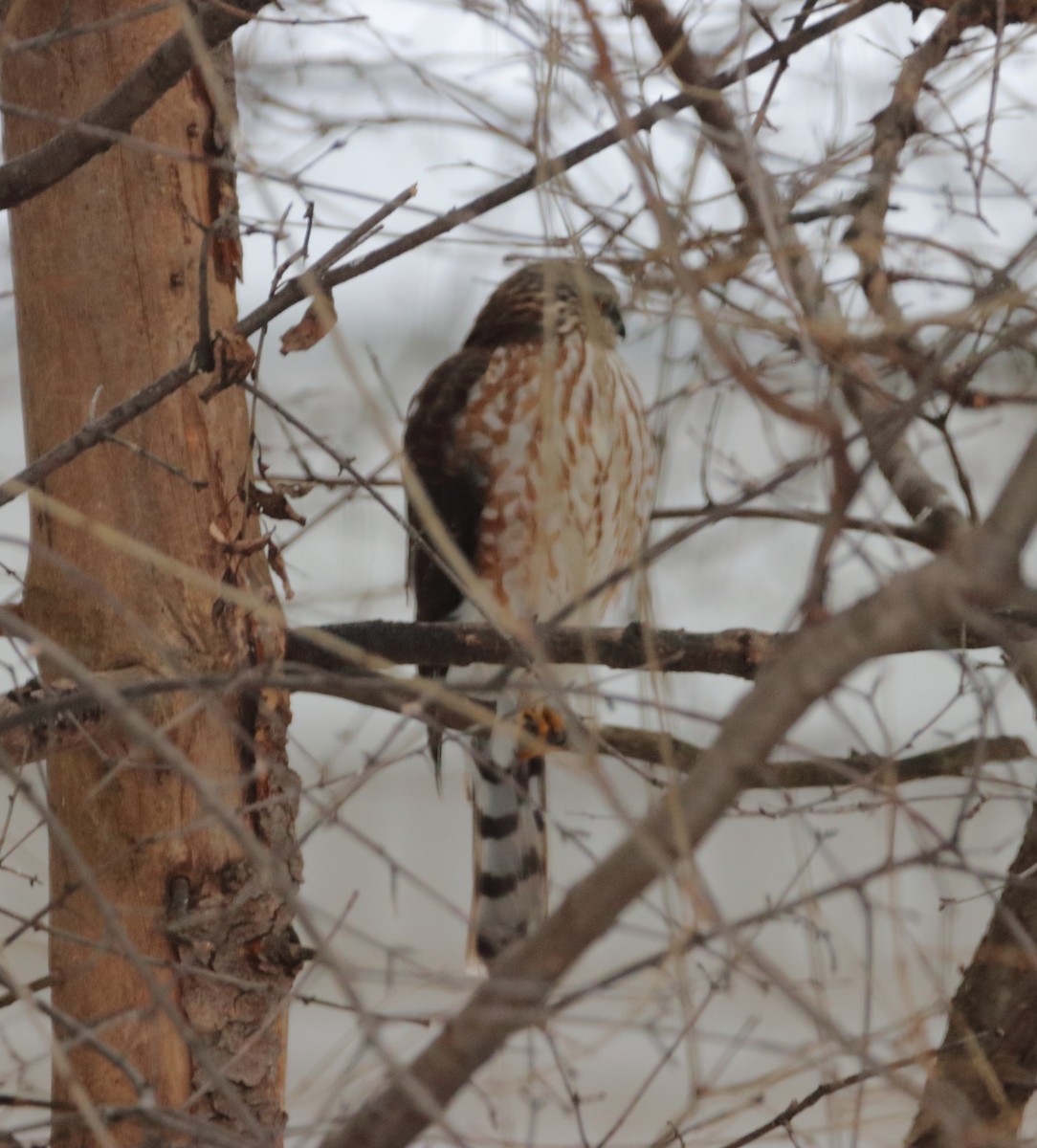 Sharp-shinned Hawk - ML646966325
