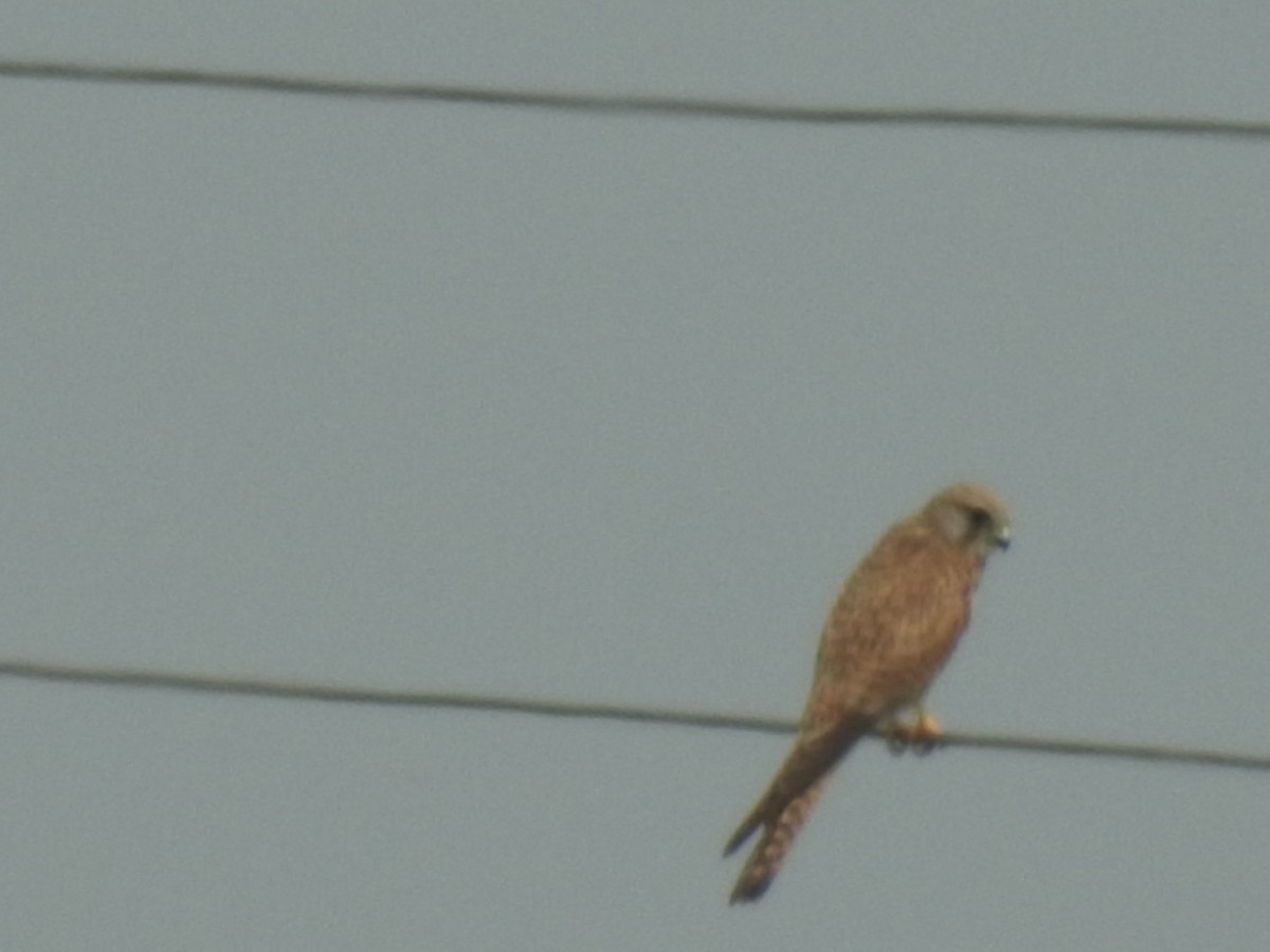 紅隼 - ML646966326