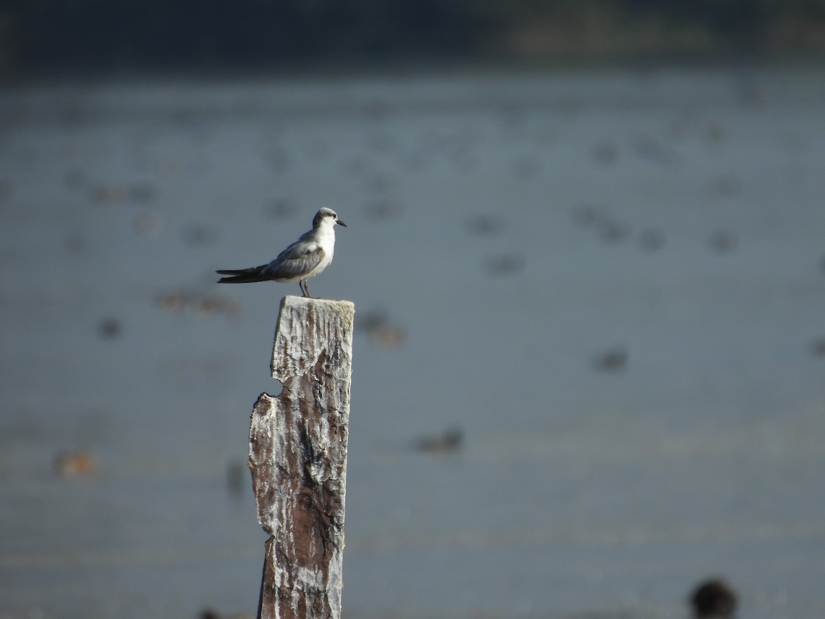 Whiskered Tern - ML646966333