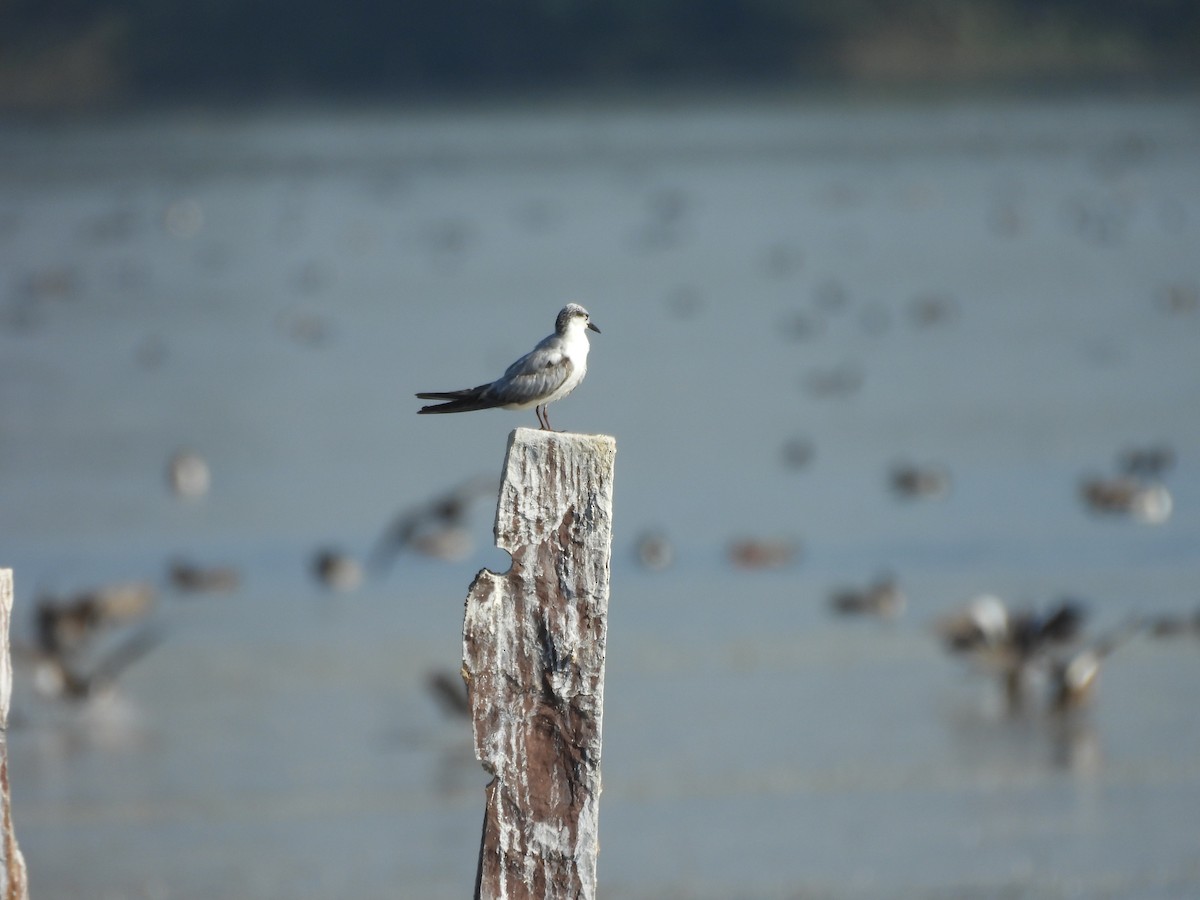 Whiskered Tern - ML646966334