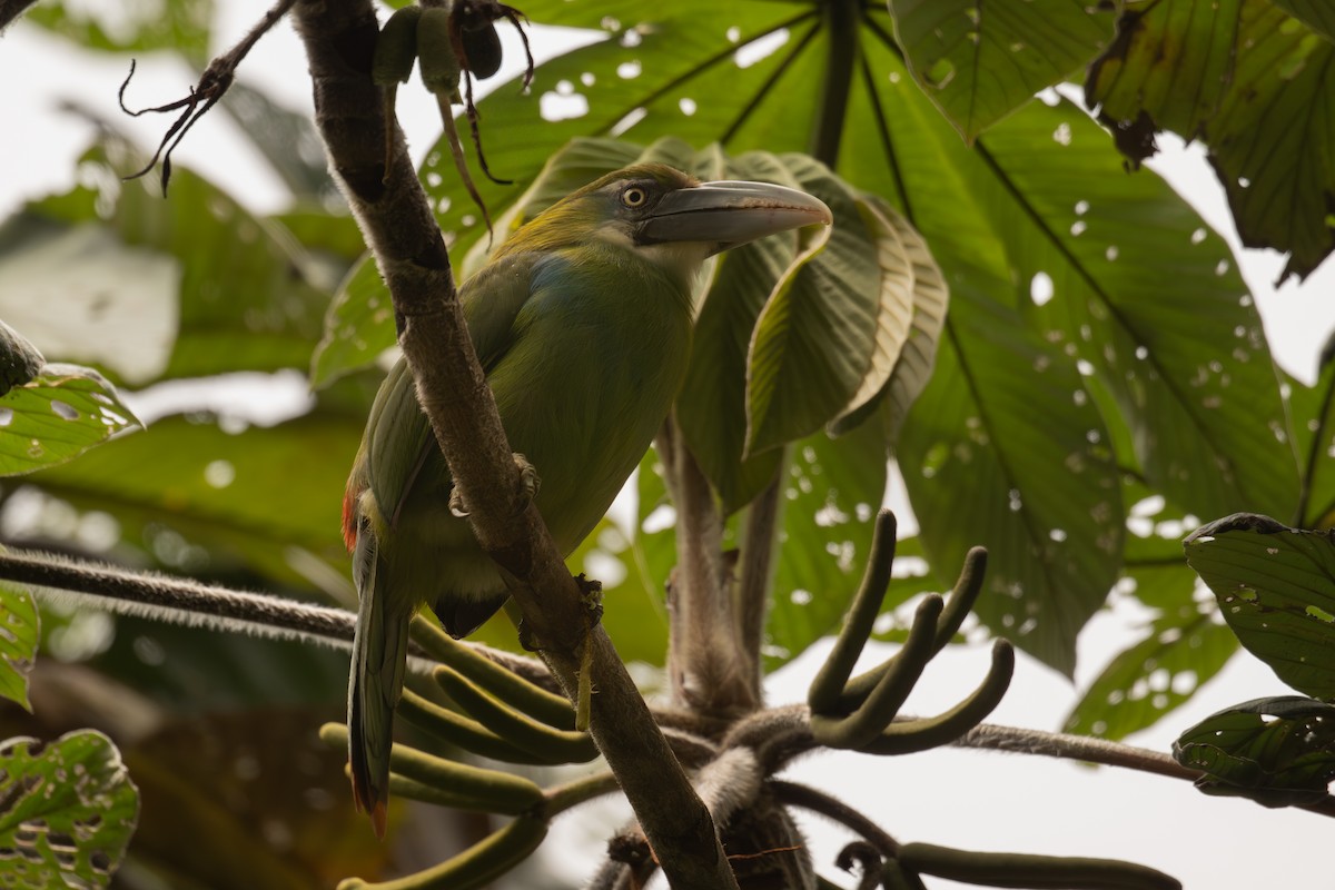 Tucanete Pechiazul - ML646966335