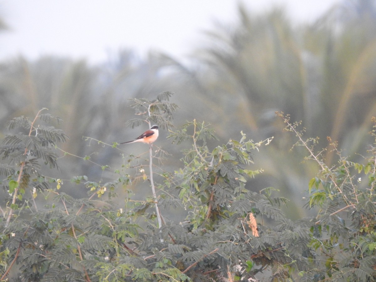 Bay-backed Shrike - ML646966338