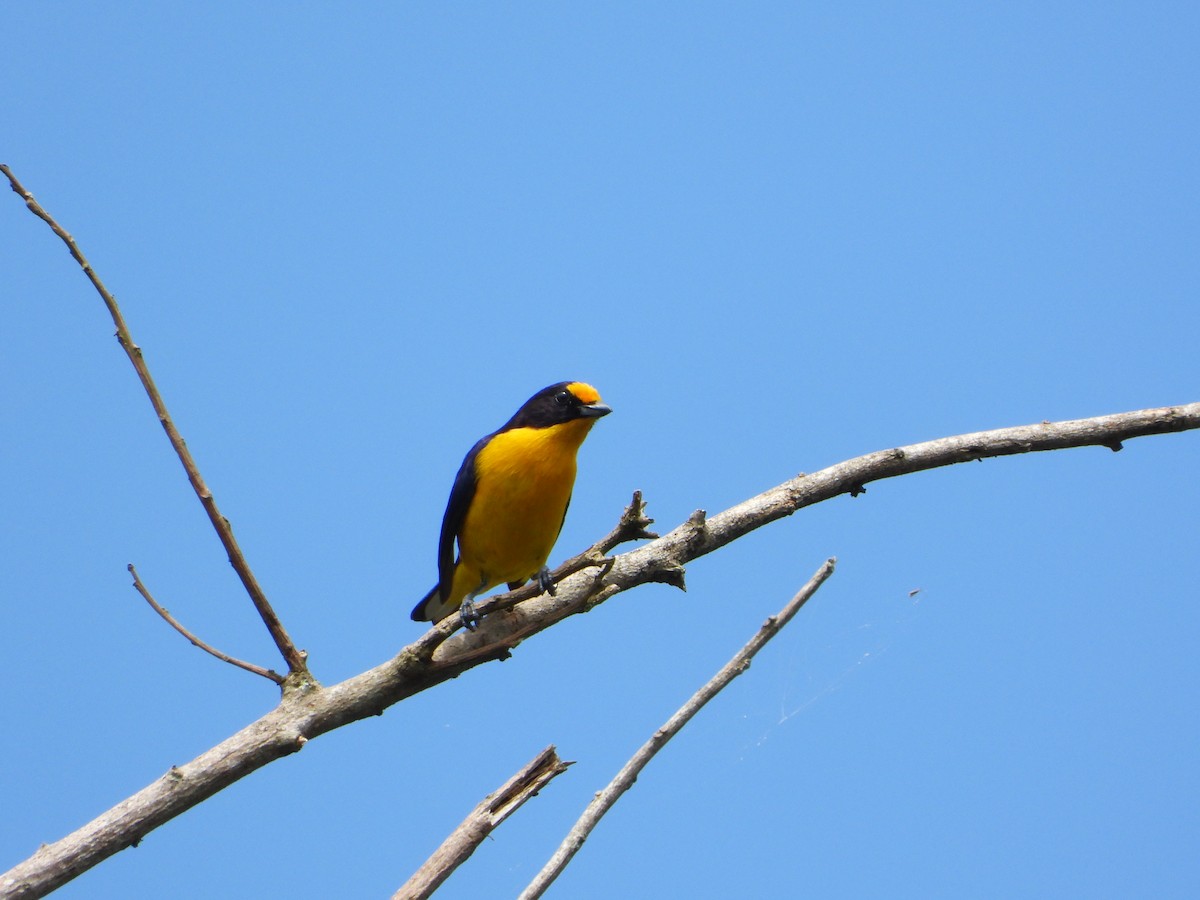 Violaceous Euphonia - ML646966339