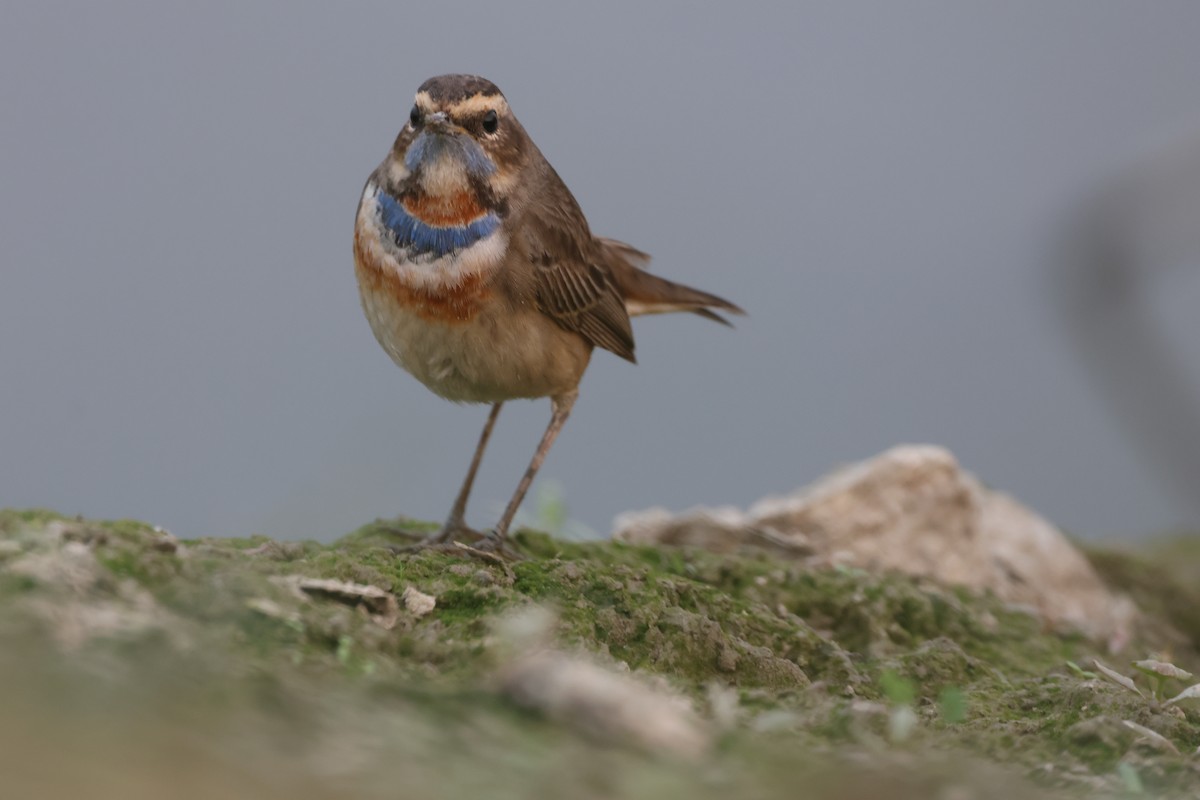 Варакушка - ML646966340