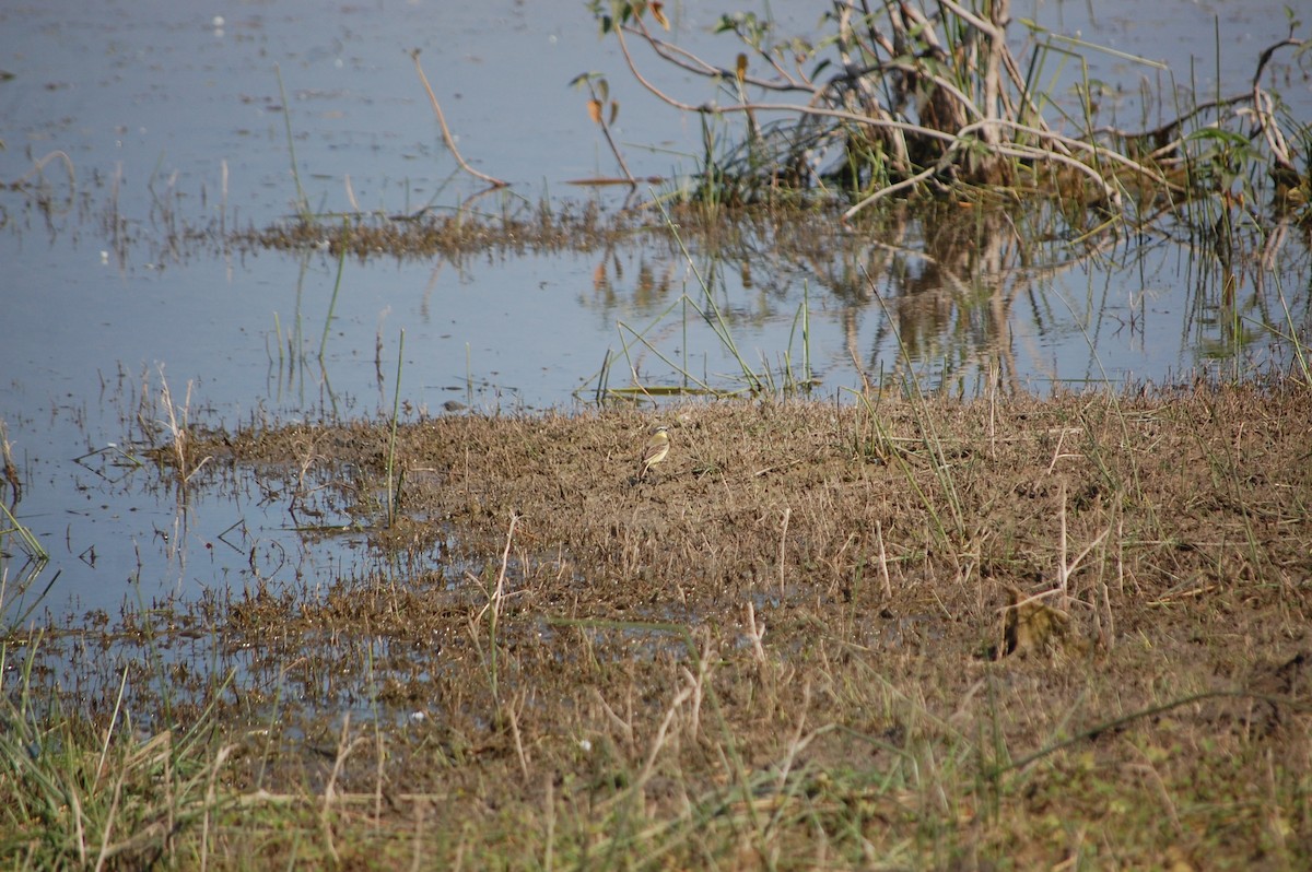 黃頭鶺鴒 - ML646966341