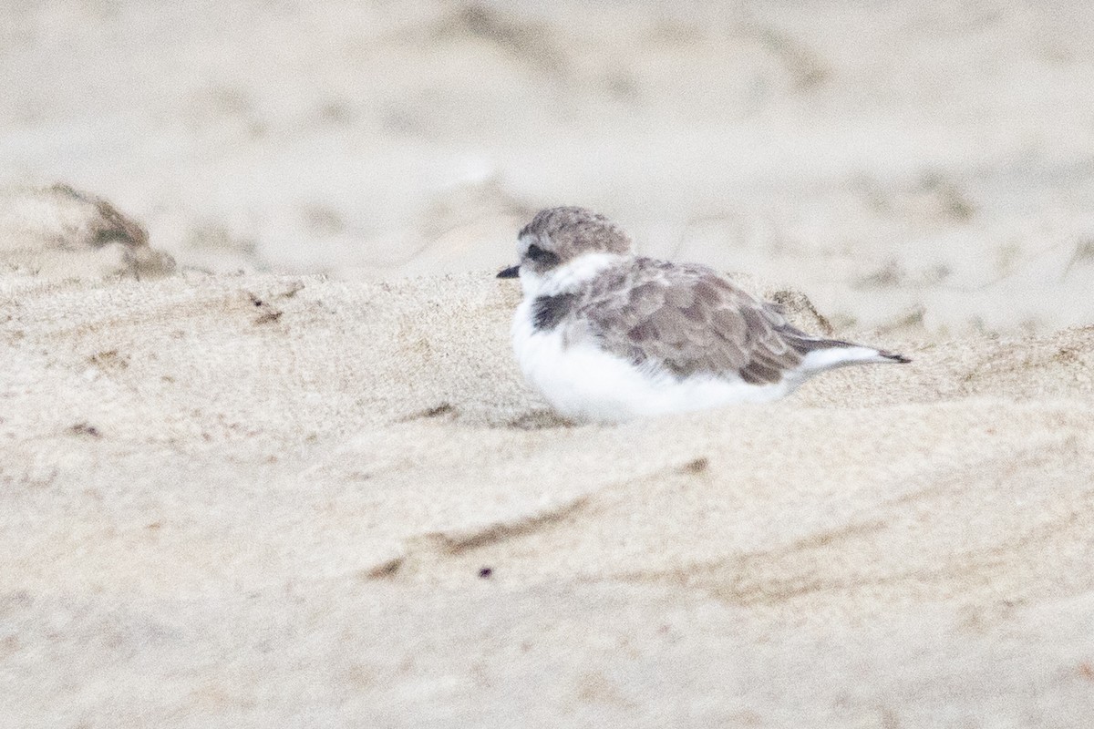 Snowy Plover - ML646966344