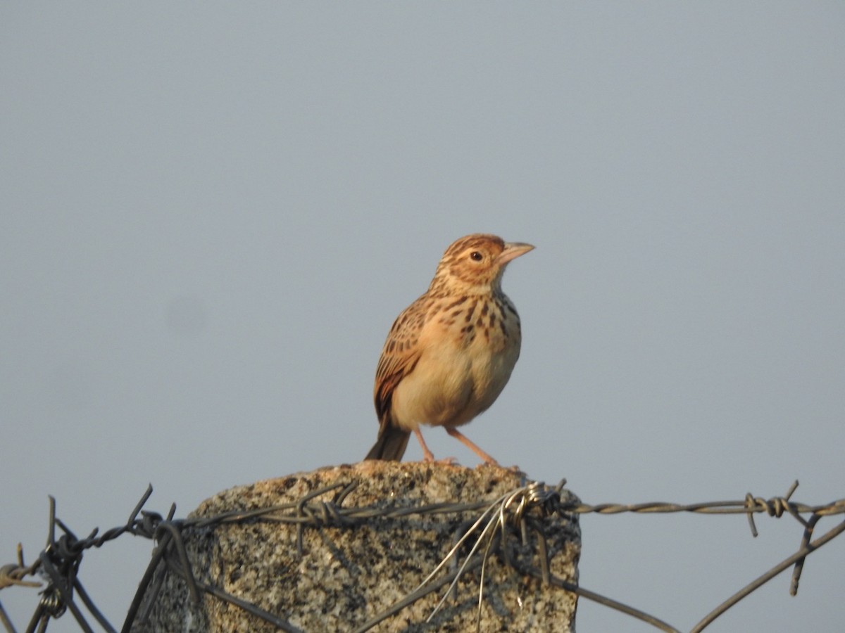 Jerdon's Bushlark - ML646966345