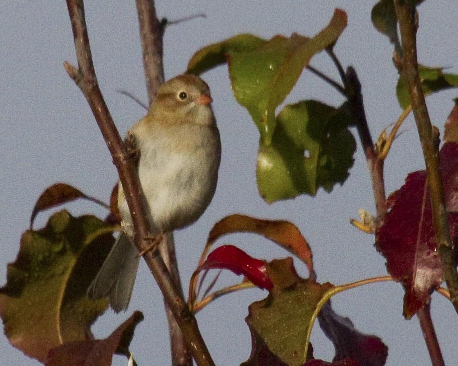 Полевая малая овсянка - ML646966346