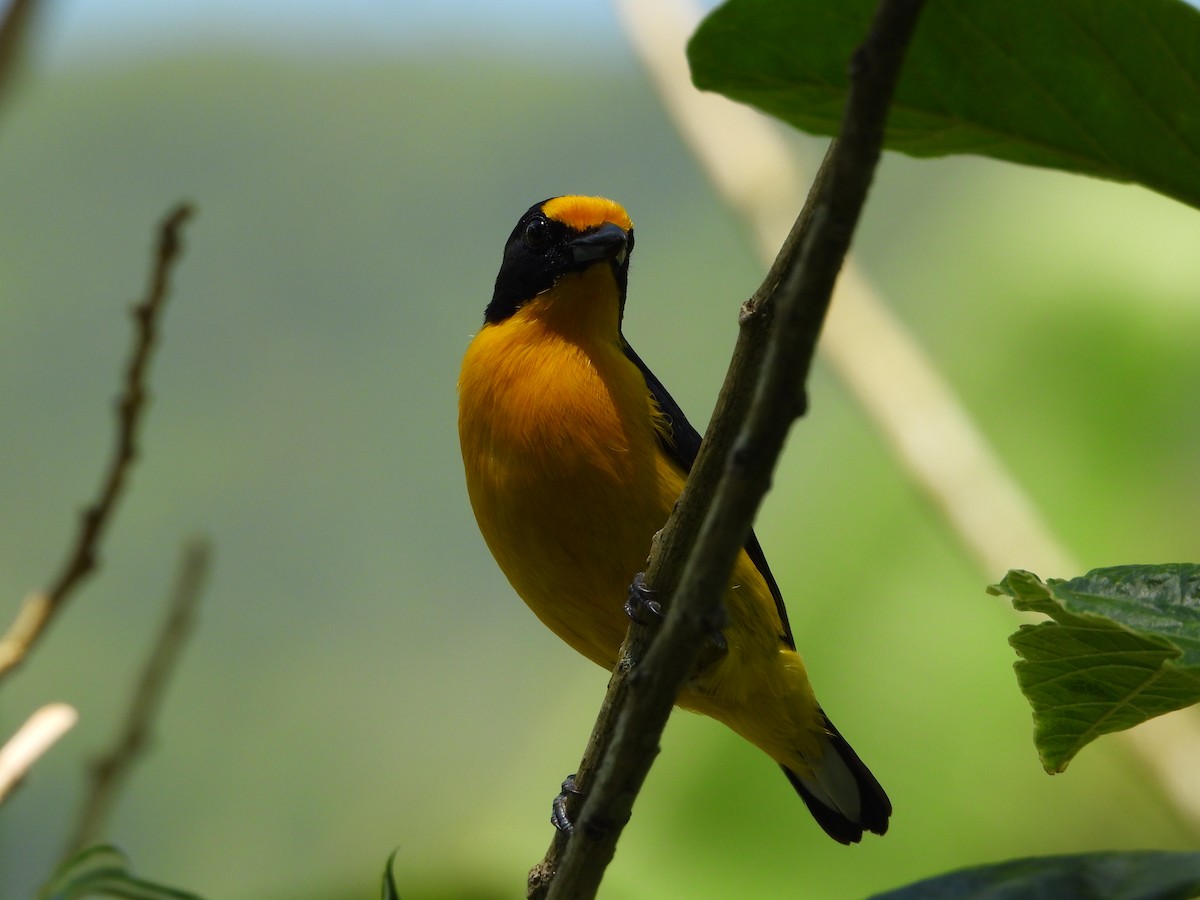 Violaceous Euphonia - ML646966348