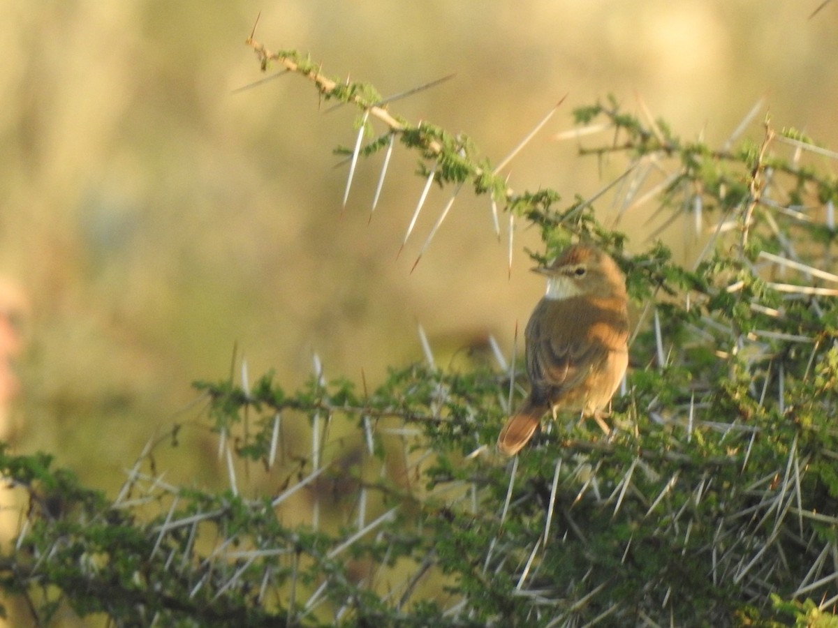 Hypolaïs bottée - ML646966349