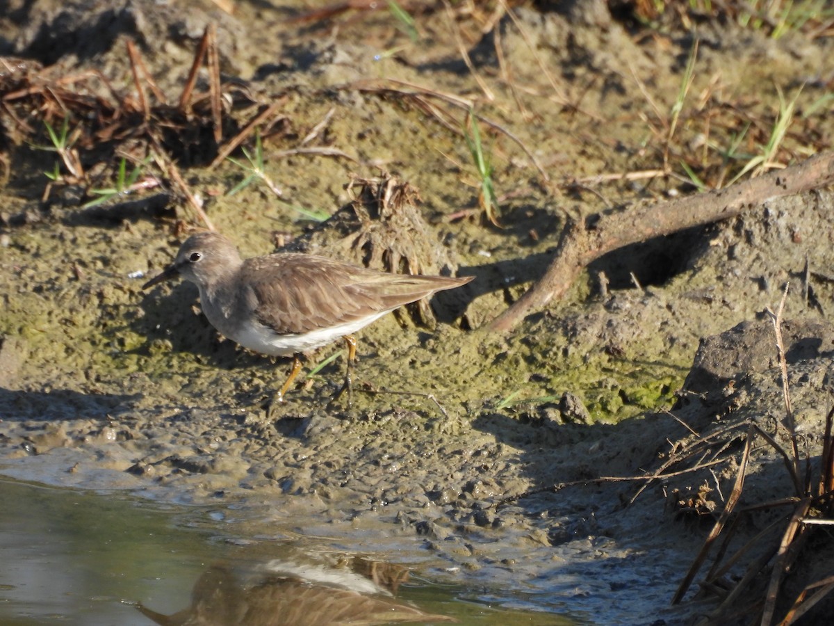 Temminck's Stint - ML646966350