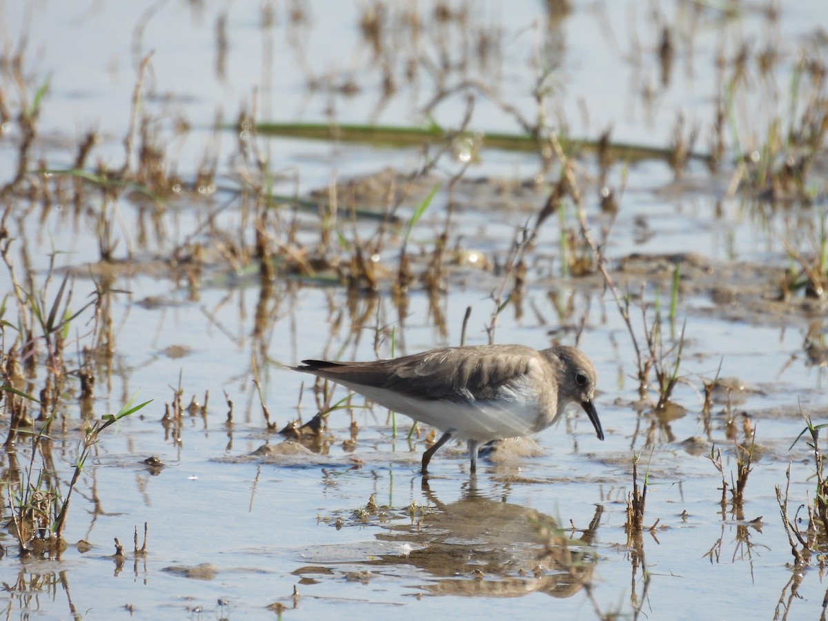 Temminck's Stint - ML646966351