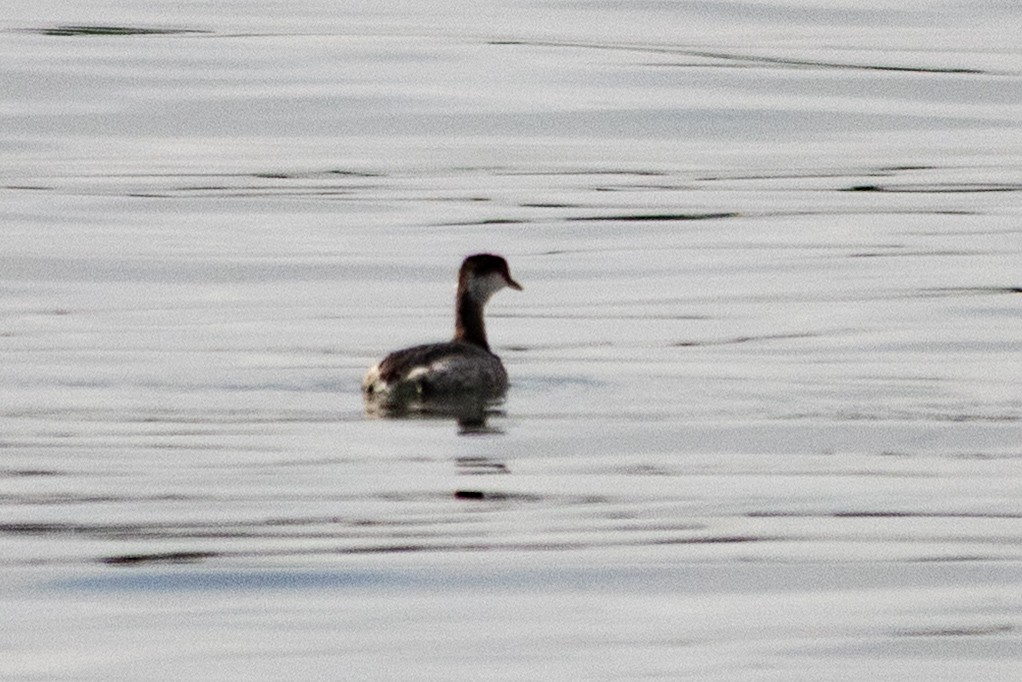 טבלן לבן-לחיים - ML646966352