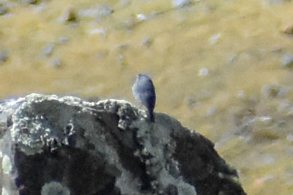 Вівсянчик сірий - ML646966353