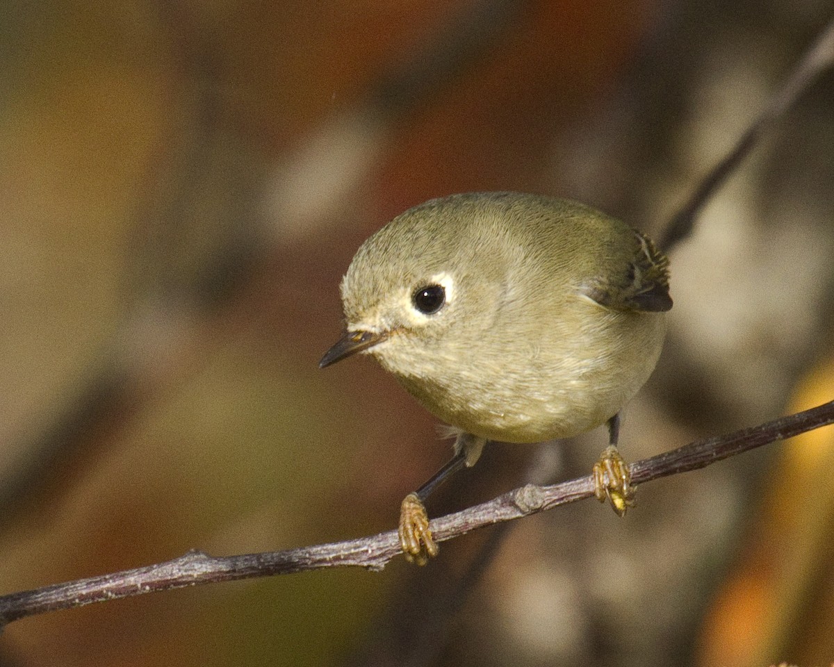 Рубиноголовый королёк - ML646966356