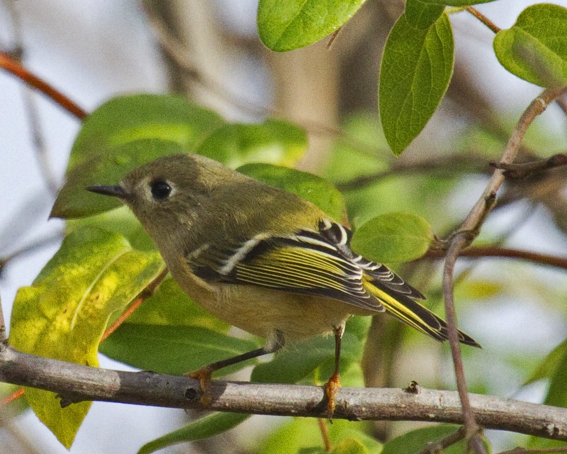 Рубиноголовый королёк - ML646966357