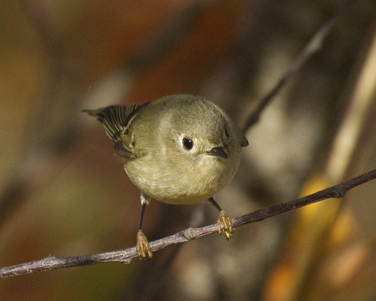 Рубиноголовый королёк - ML646966358