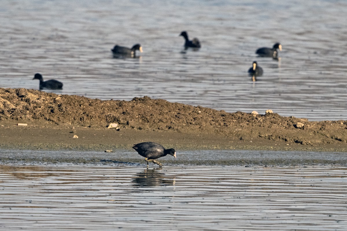 sothøne - ML646966360