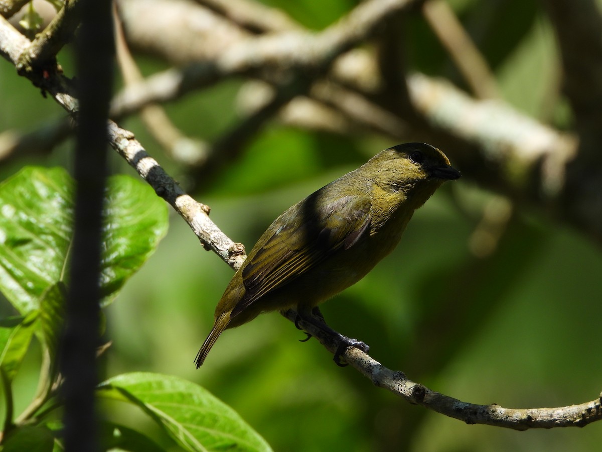 Violaceous Euphonia - ML646966361