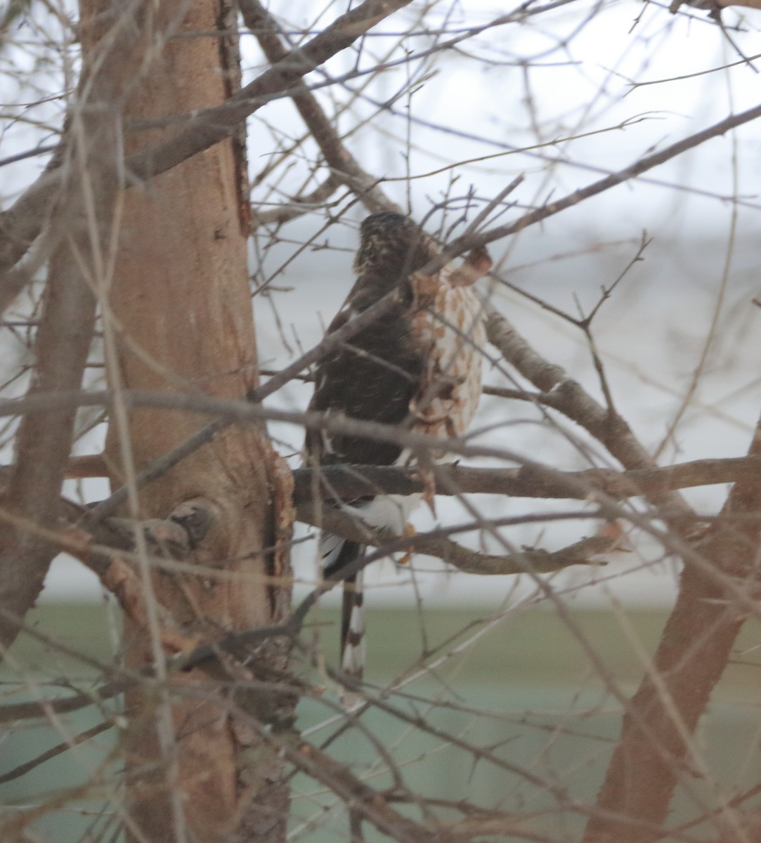 Sharp-shinned Hawk - ML646966362