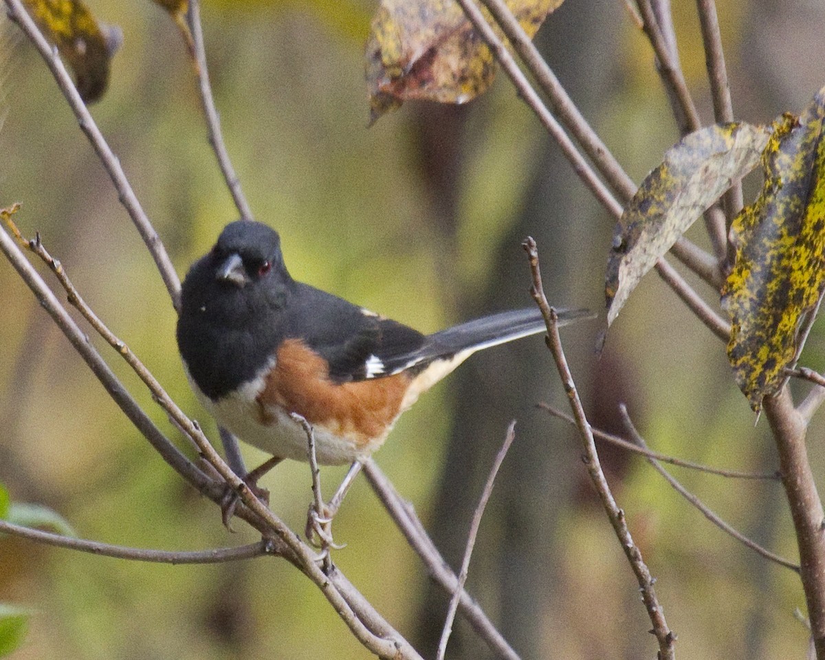 Красноглазый тохи - ML646966363