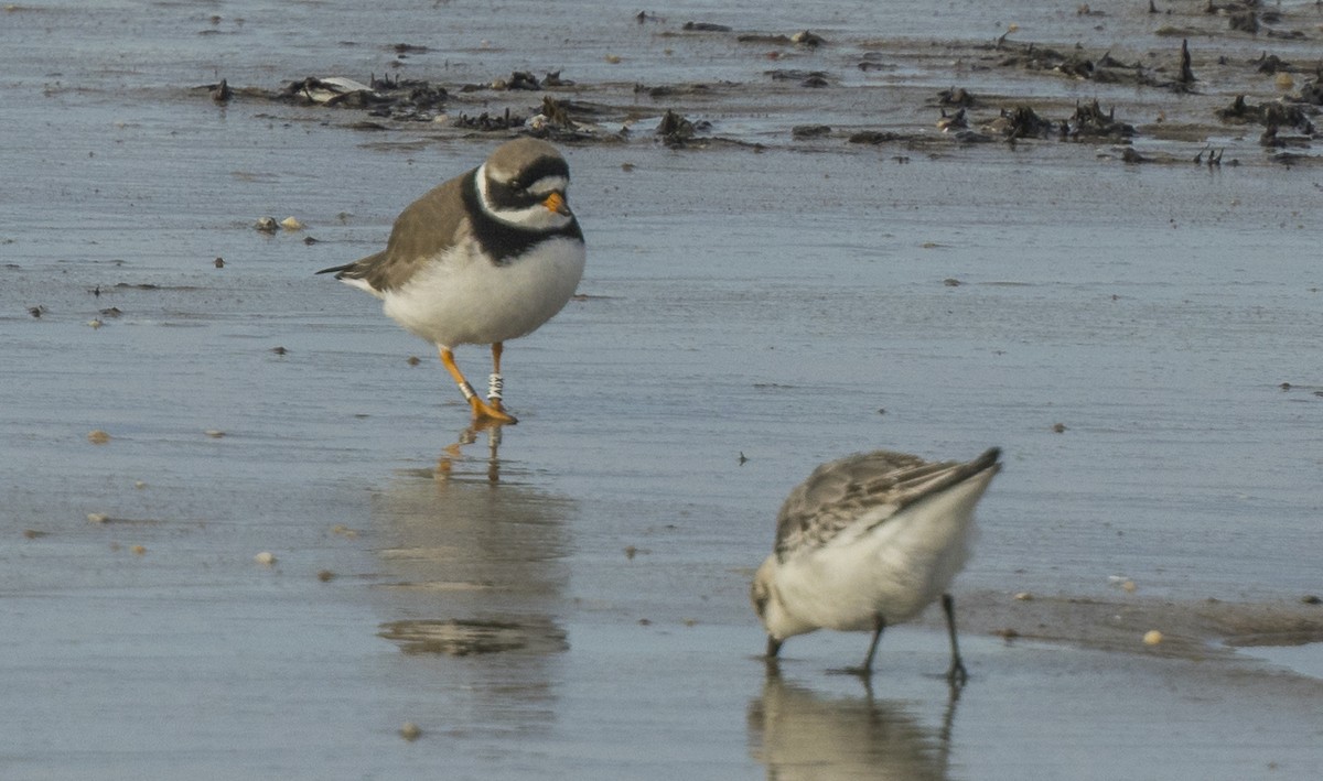 Txirritxo handia - ML646966367