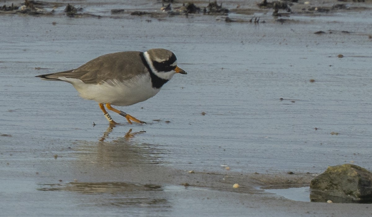 Txirritxo handia - ML646966370