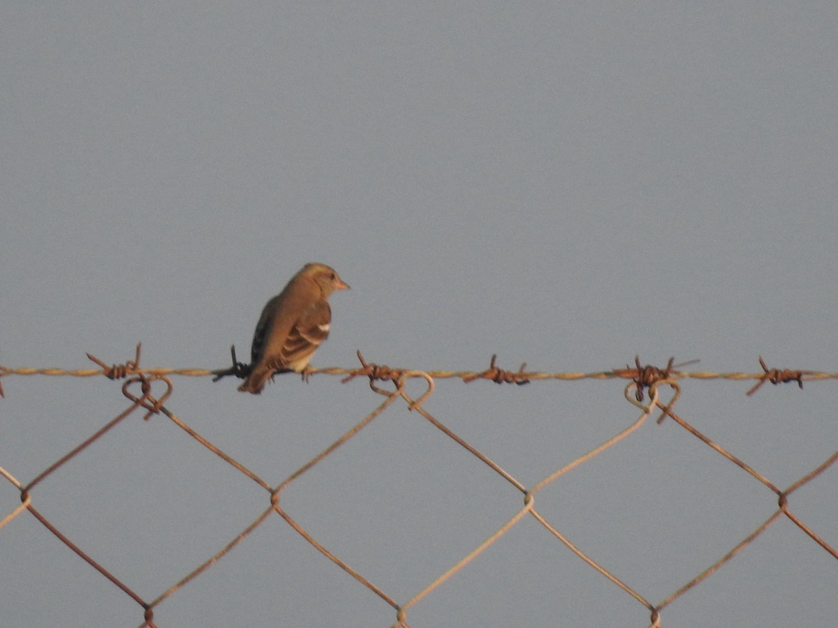 Yellow-throated Sparrow - ML646966372