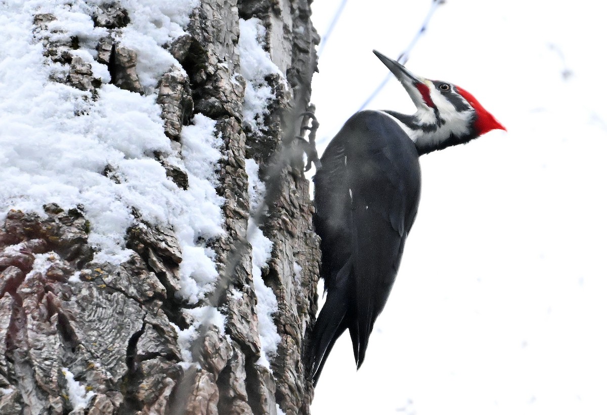 Pileated Woodpecker - ML646966375