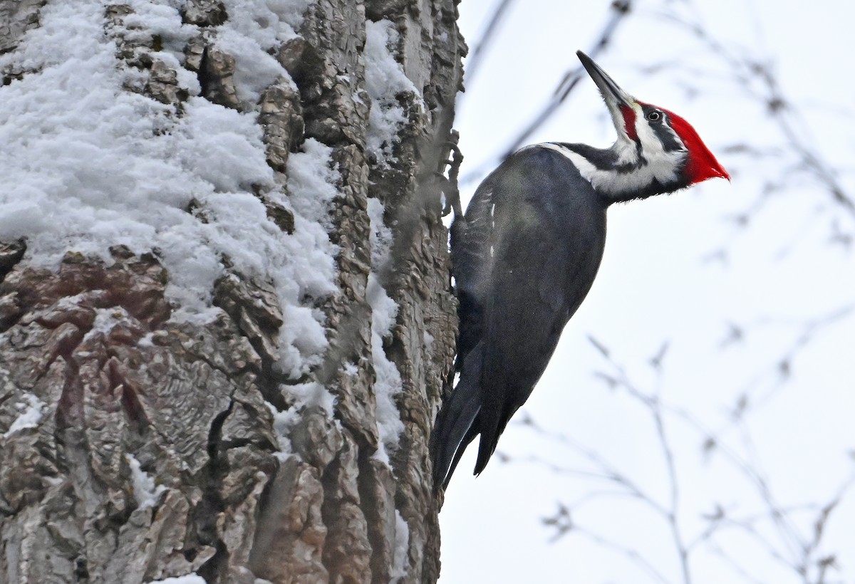 Pileated Woodpecker - ML646966378
