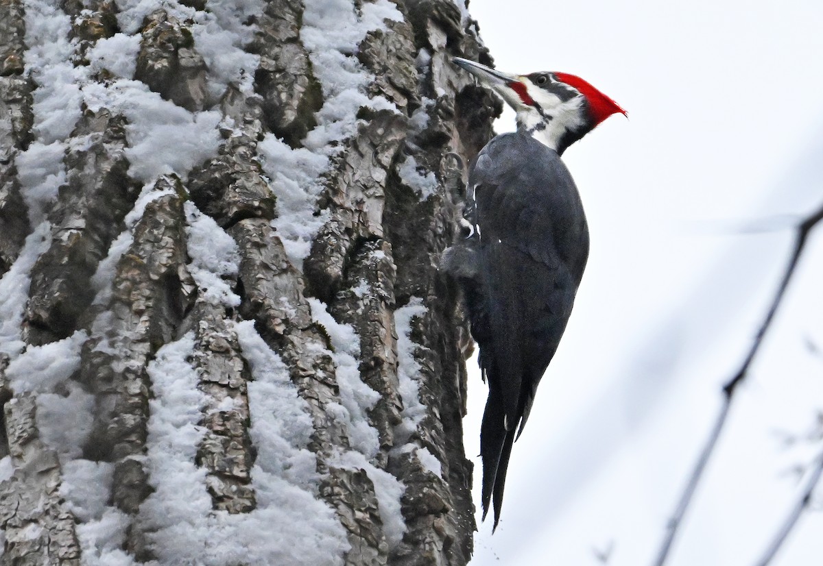 Pileated Woodpecker - ML646966382
