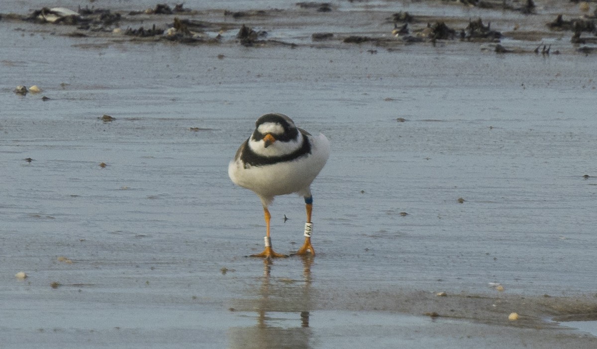 Txirritxo handia - ML646966383