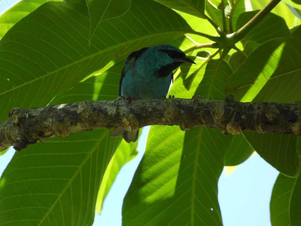 Blue Dacnis - ML646966384