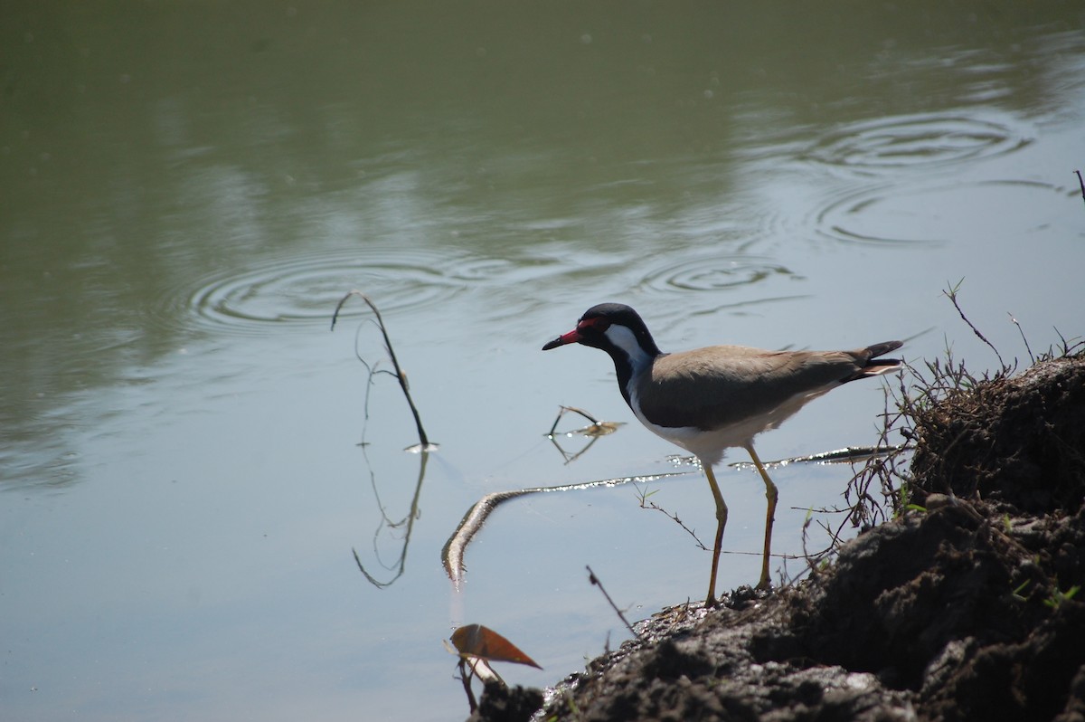 Red-wattled Lapwing - ML646966385