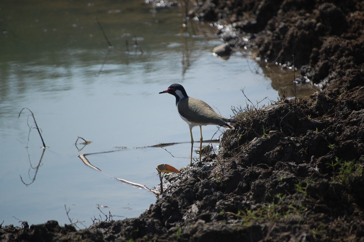 Red-wattled Lapwing - ML646966386